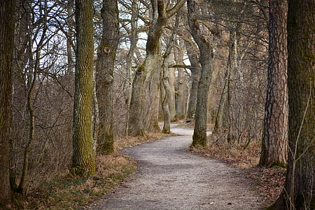 gray pathway between trees at daytime thumbnail