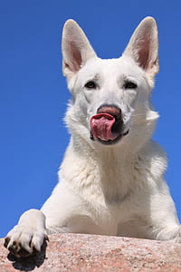 adult white shepherd close-up photography thumbnail
