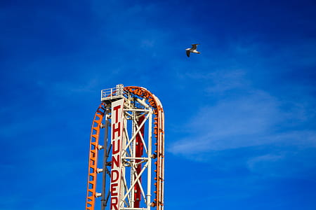 bird flying on roller coaster track thumbnail