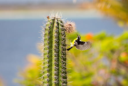 selective focus photography of yellow and black bird on cactus thumbnail