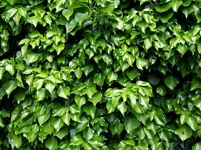 green leafed plant thumbnail