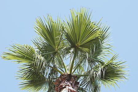 green tropical tree thumbnail