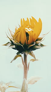 selective focus photography of yellow daisy flower thumbnail