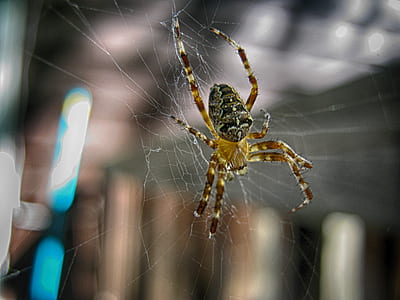 closeup photo of brown and gray spider on web thumbnail