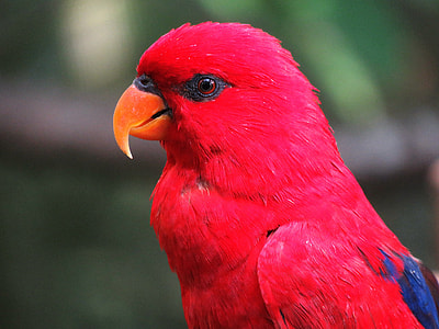 photo of red and blue bird during daytime thumbnail