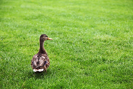 brown and black duck on grass field thumbnail