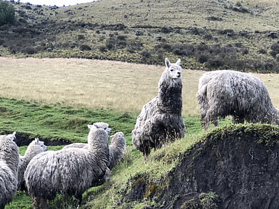 herd of gray llama on green grass field thumbnail