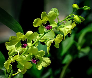 close-up photo of green petaled flower thumbnail