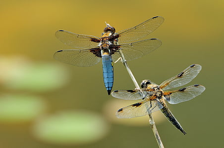 shallow focus photography of blue and brown dragonflies thumbnail