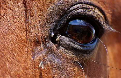 horse flies on horse eye thumbnail