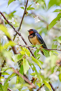 barn swallow thumbnail