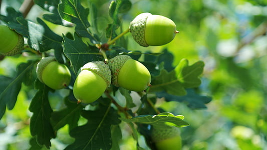 green acorn thumbnail