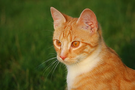 orange tabby cat on grass thumbnail