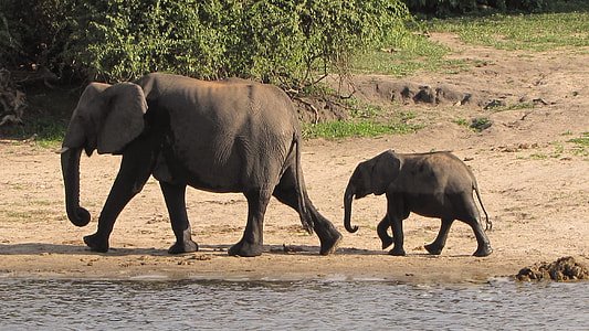 elephant followed by elephant baby thumbnail