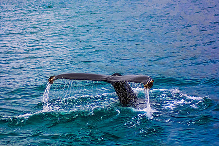 black shark diving on ocean during daytime thumbnail