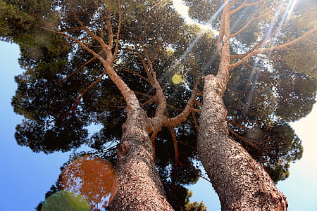 nature, sunny, lens flare, tree thumbnail