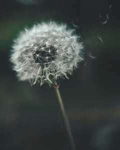 shallow focus photography of white dandelion thumbnail