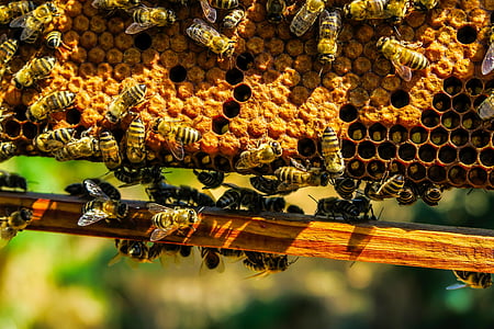 swarm of honey bees on beekeeping frame thumbnail
