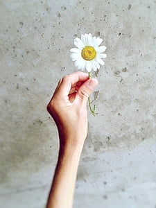 person holding white daisy flower thumbnail