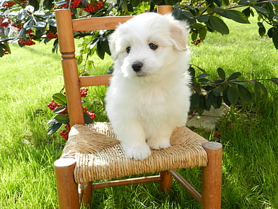white coton de tulear puppy on brown wooden chair thumbnail