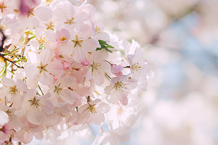 blooming white cherry blossoms at daytime thumbnail
