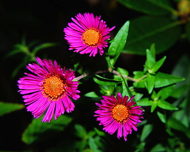 closeup photo of pink petaled flower thumbnail