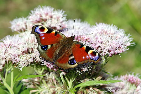 selective focus photography of peacock butterfly perching on white flower thumbnail