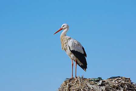 white and black heron thumbnail