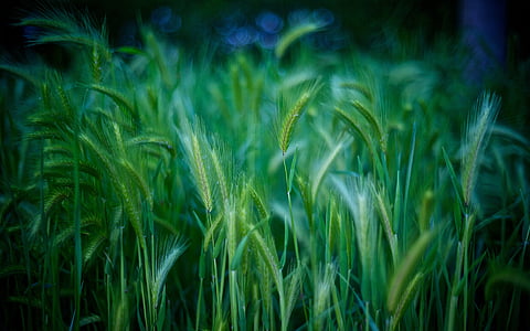 close-up of ferns thumbnail