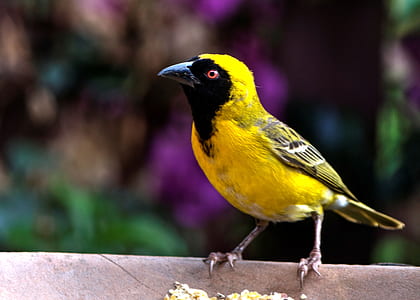shallow focus photography of black and yellow bird thumbnail