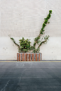 green leafed plant on bracket concrete pot near road thumbnail