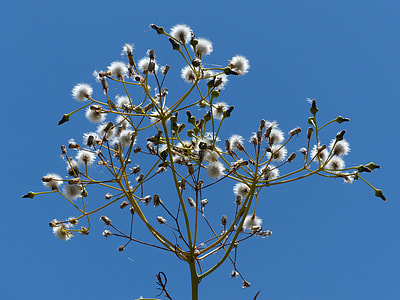 Tree Sow-Thistle, Sonchus Congestus thumbnail