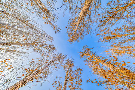 bare trees under clear blue sky thumbnail