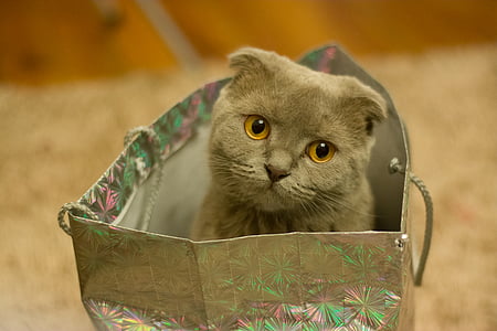 gray cat inside paper bag thumbnail