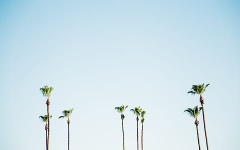 photo of green trees during daytime thumbnail