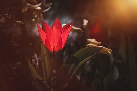 red tulip flower in bloom closeup photography thumbnail