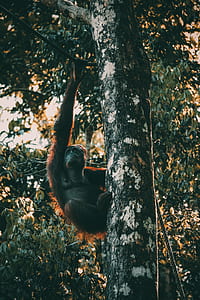 monkey on tree thumbnail