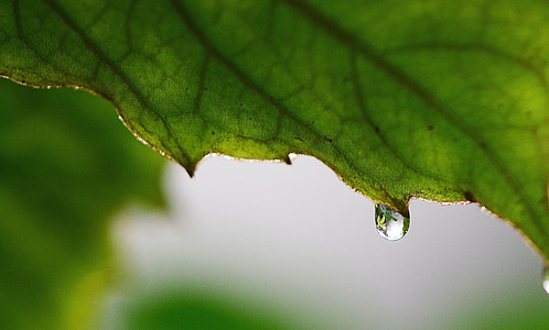 dew drops on leaf thumbnail