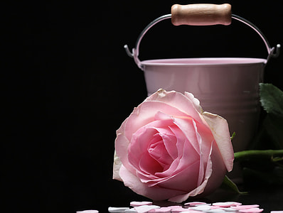 pink rose beside pink steel bucket thumbnail
