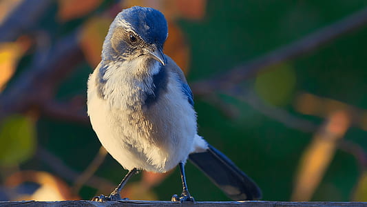 gray and black bird thumbnail