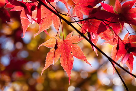 maple leaves thumbnail