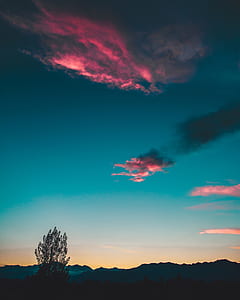 silhouette of tree thumbnail