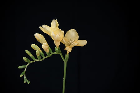 macro photo of yellow freesia flowers thumbnail