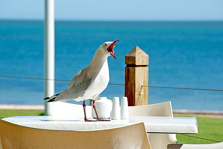 white and gray kingfisher on table thumbnail