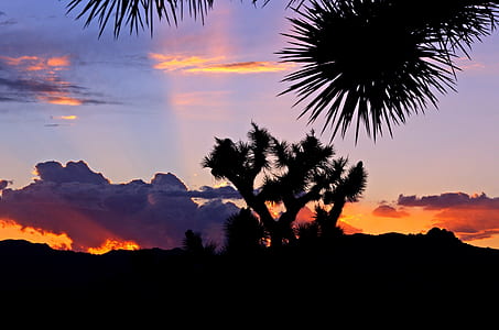 silhouette of tress during golden hour thumbnail