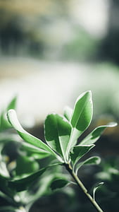 selective focus photography of green leafed plant thumbnail