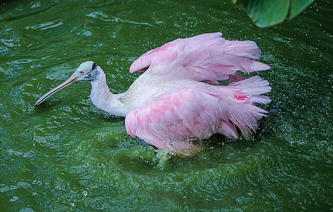 pink and white pelican thumbnail