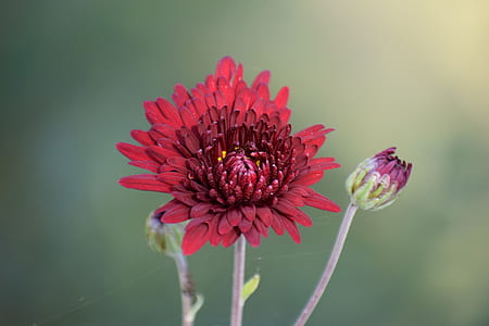 red chrysanthemum flower in close-up photography thumbnail