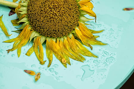 wet yellow sunflower on teal table thumbnail