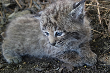 gray tabby kitten lying on ground thumbnail